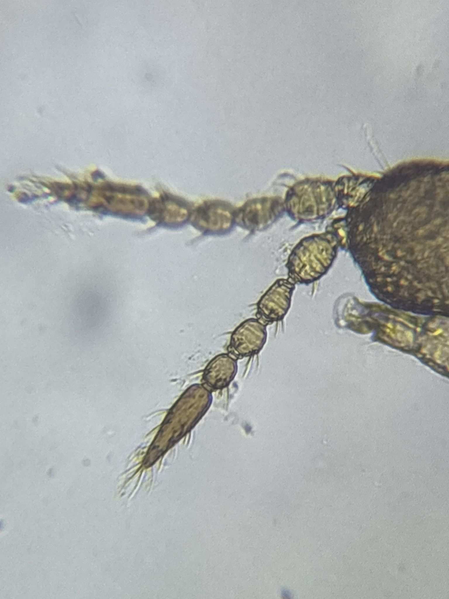 Aptinothrips