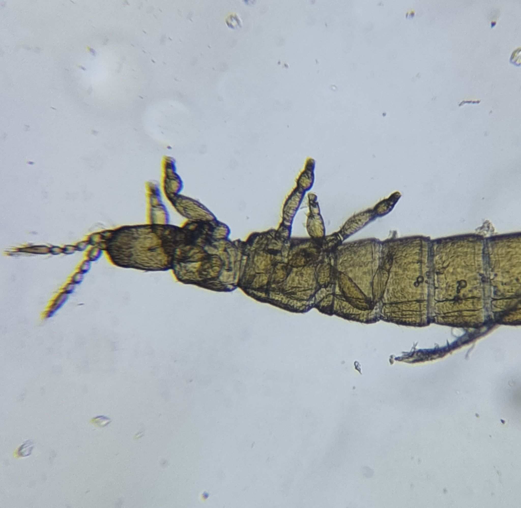 Aptinothrips