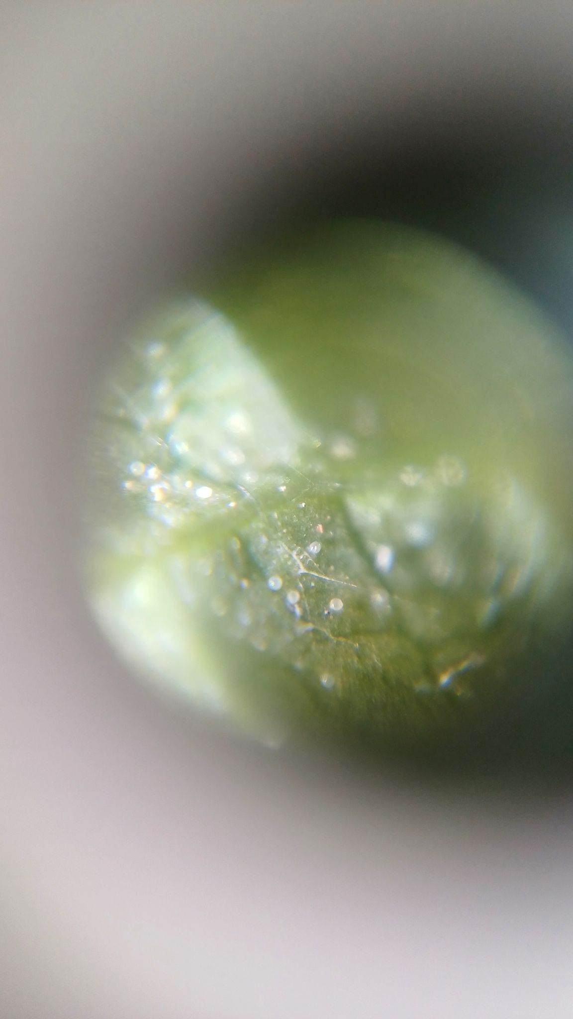 Tetranychus turkestani
