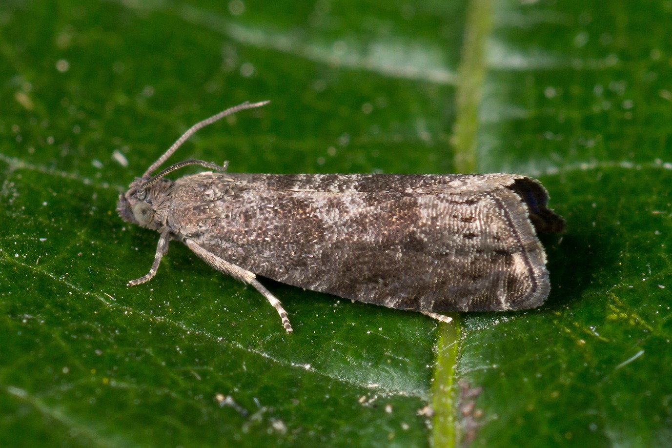 Grapholita funebrana