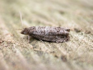 Grapholita funebrana