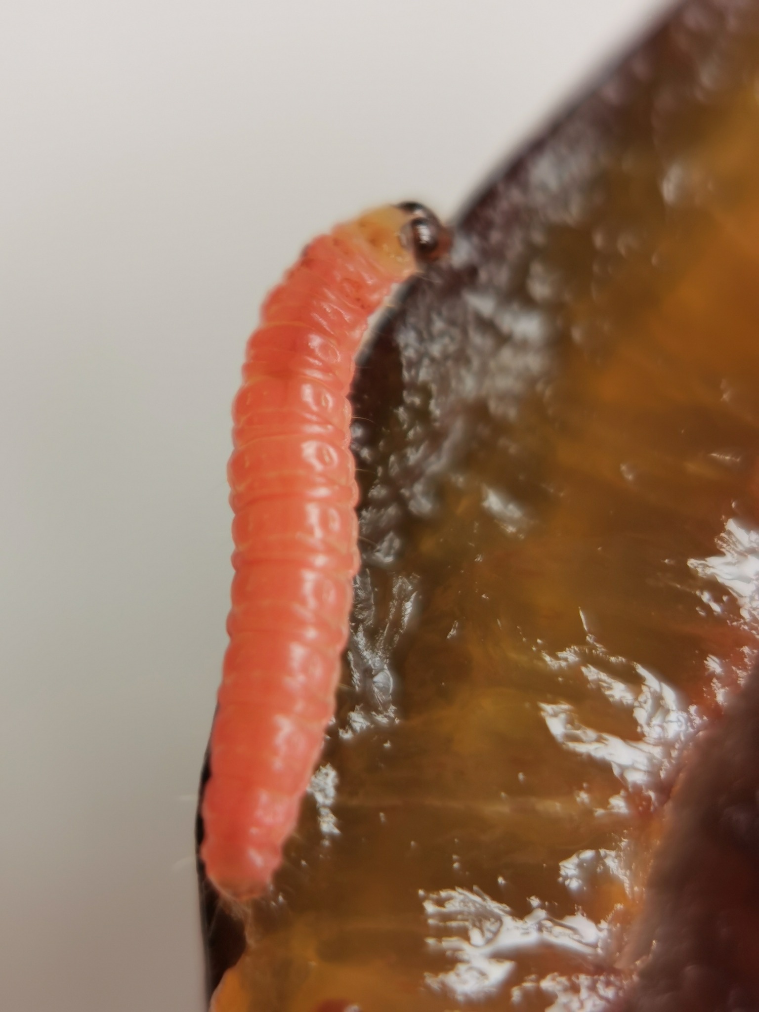 Grapholita funebrana