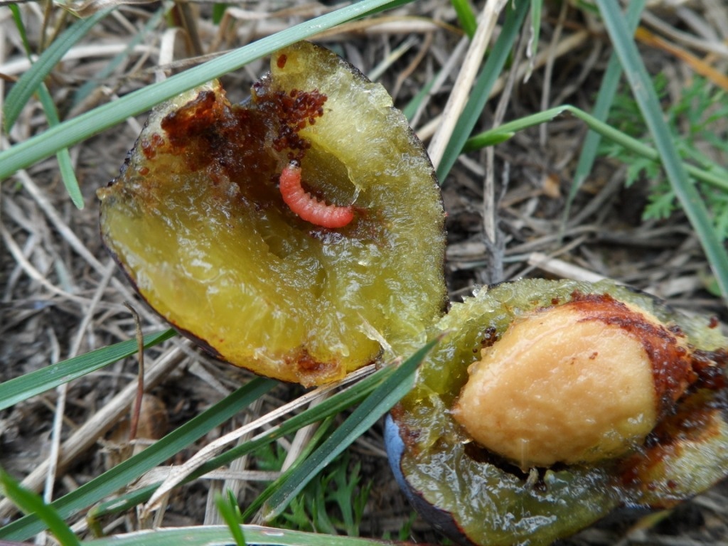 Grapholita funebrana