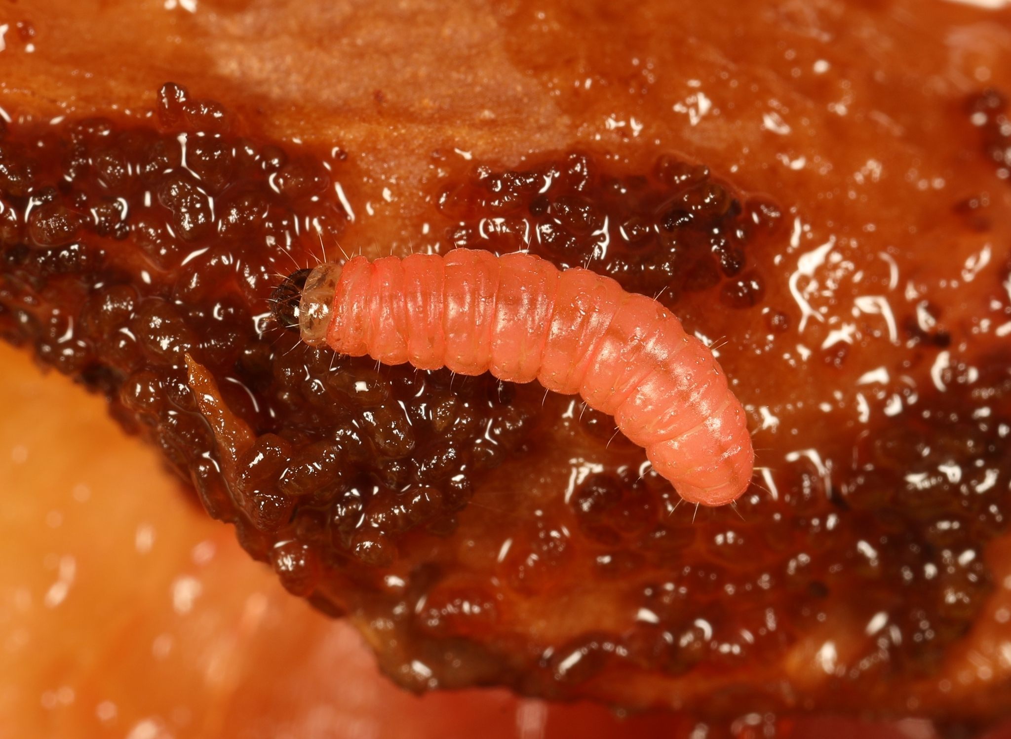 Grapholita funebrana
