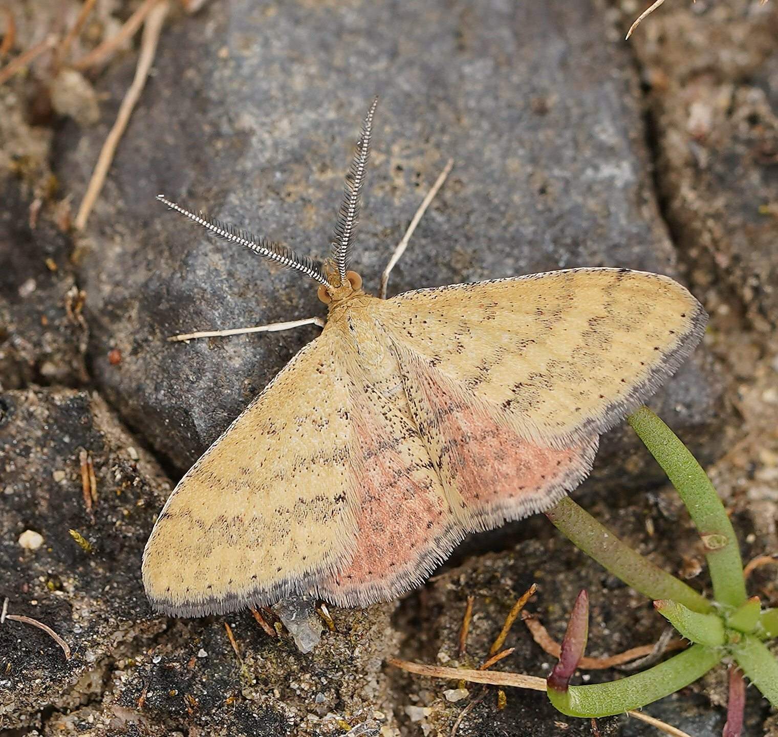Scopula rubraria