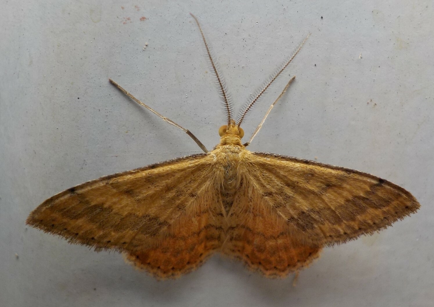Scopula rubraria