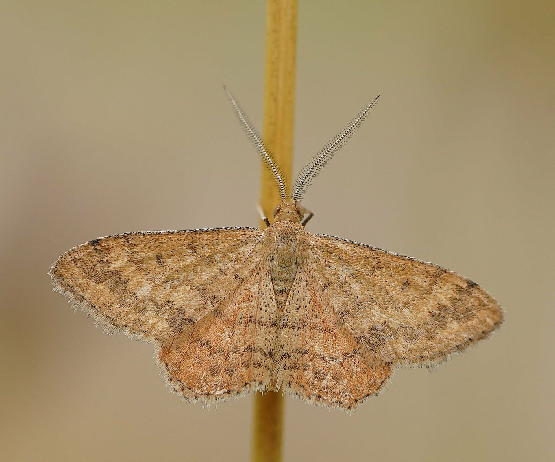 Scopula rubraria