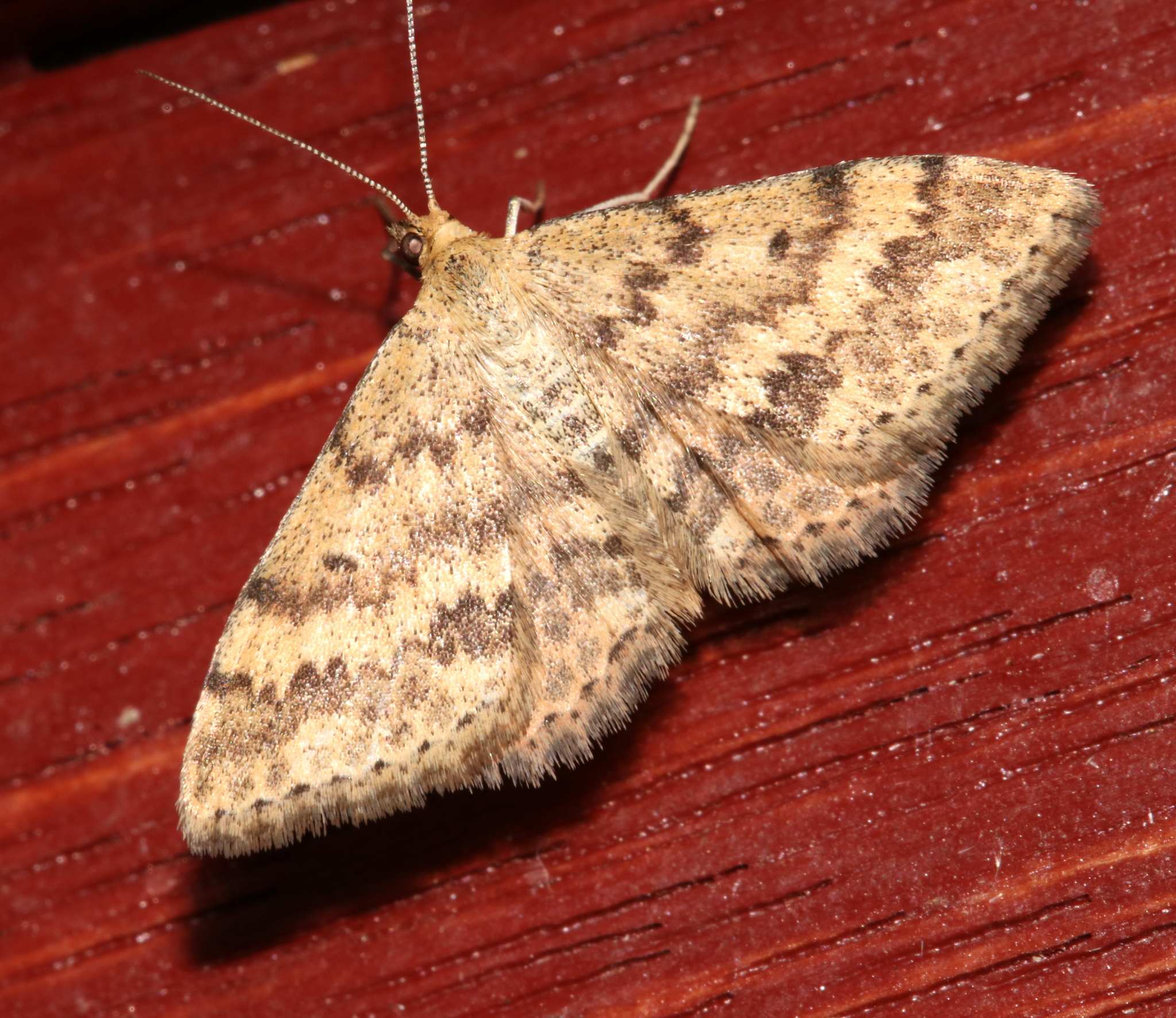 Scopula rubraria