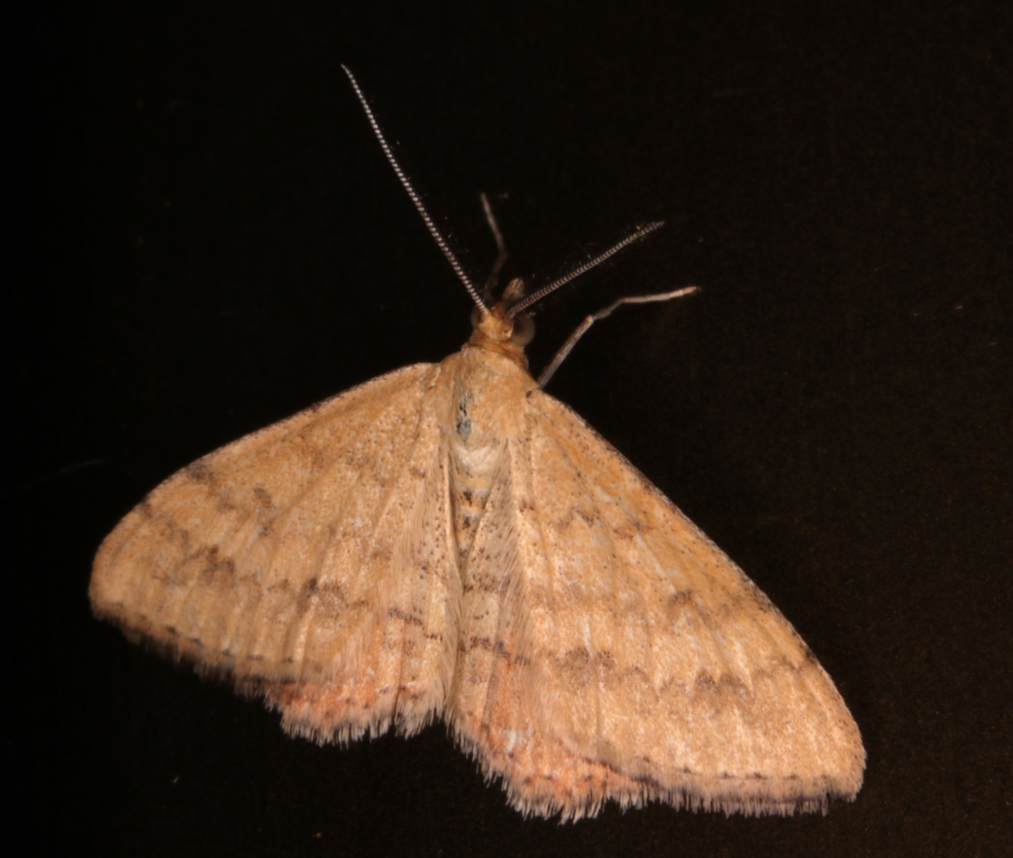 Scopula rubraria