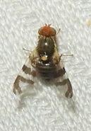 Rhagoletis cingulata