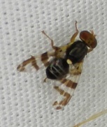 Rhagoletis cingulata