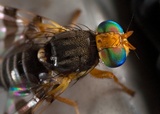 Rhagoletis cingulata