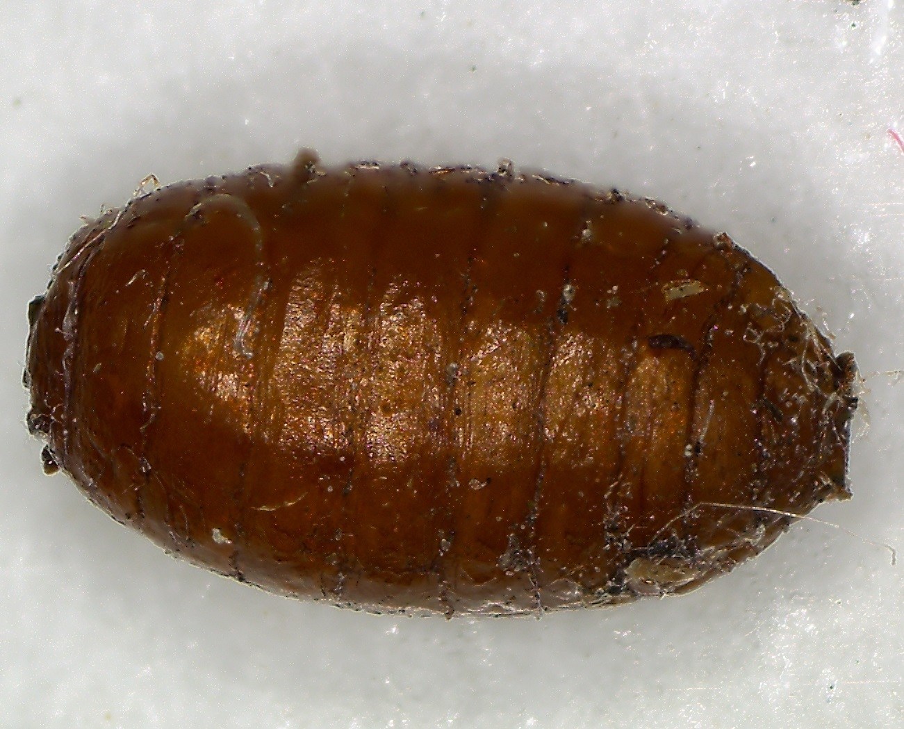 Rhagoletis cingulata
