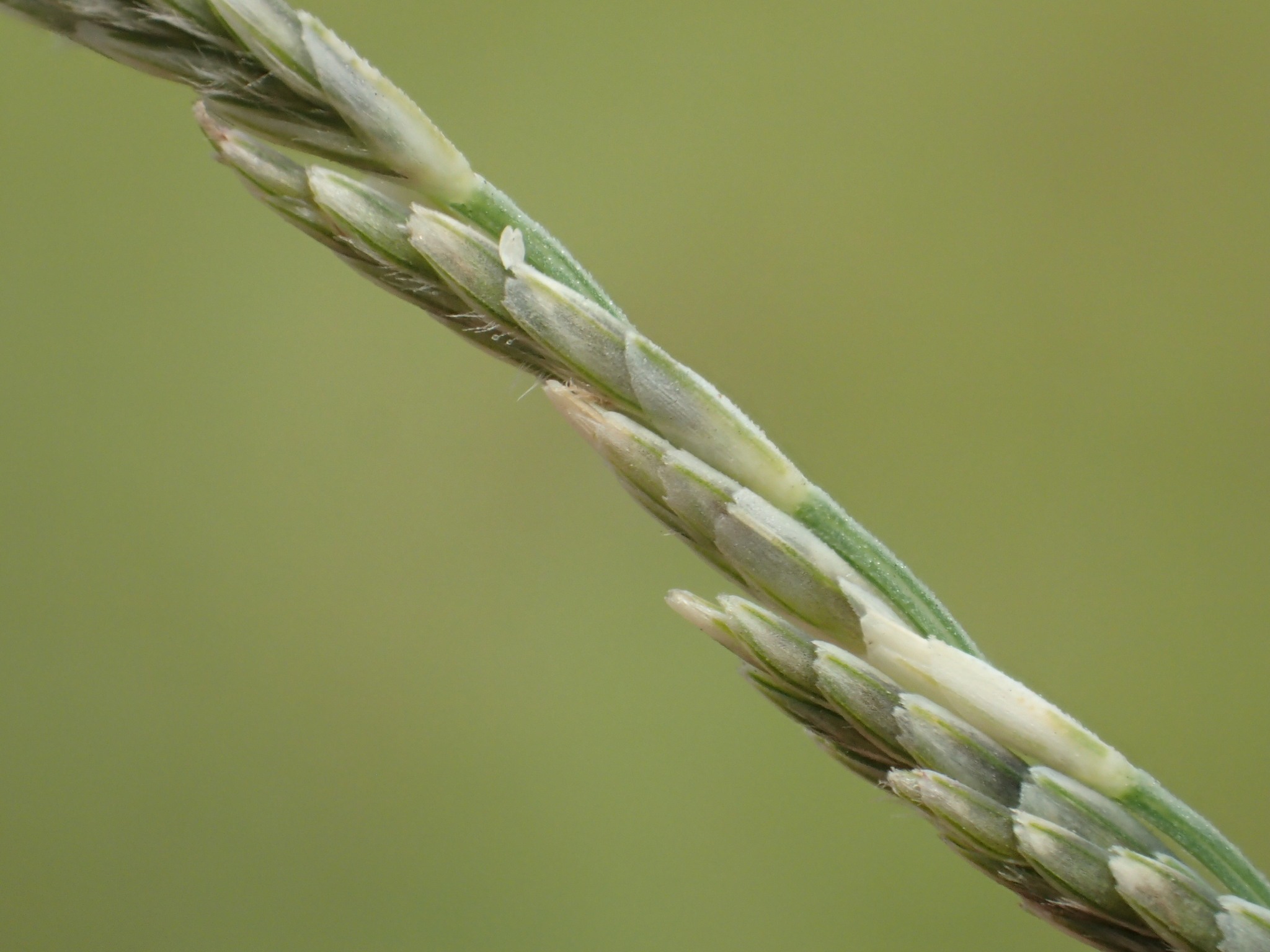 Leptochloa