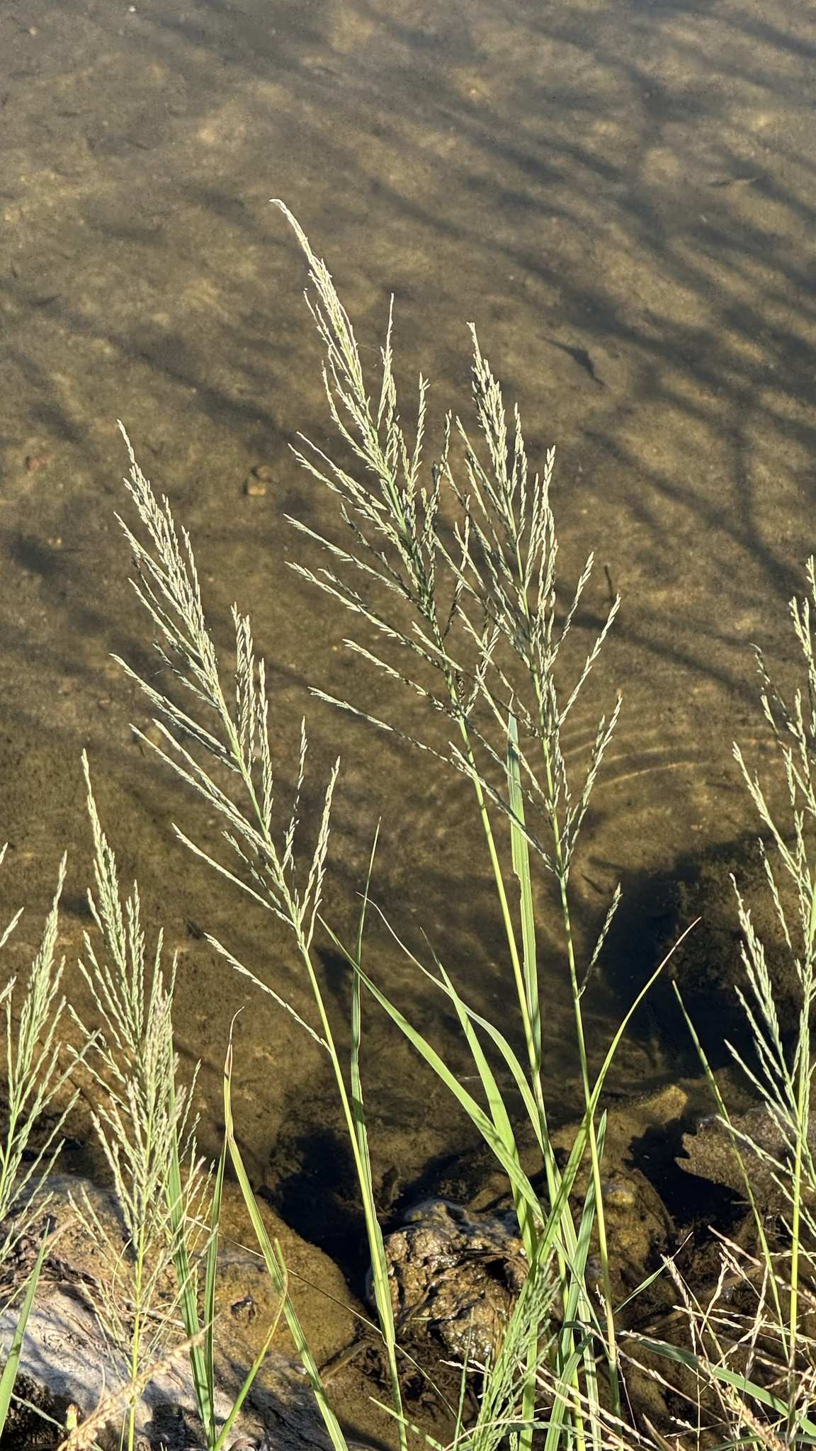 Leptochloa