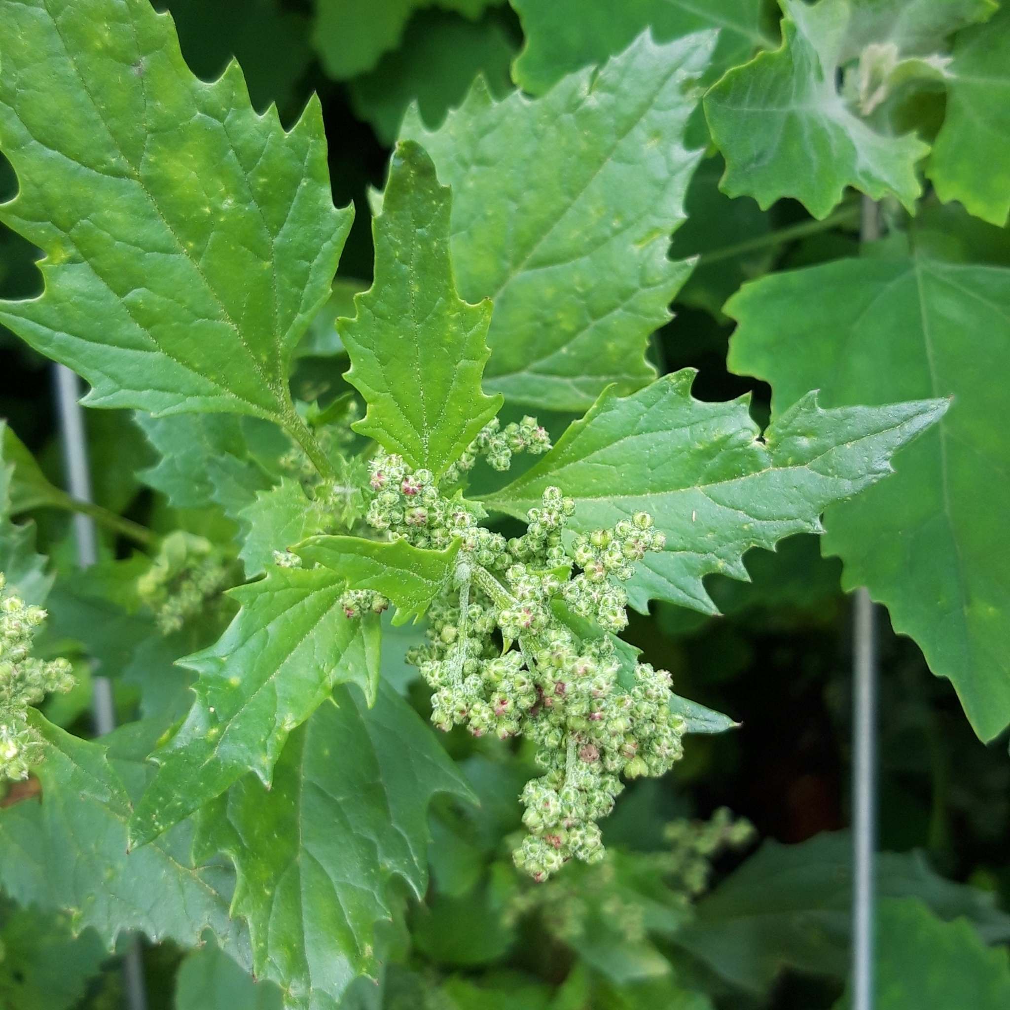 Chenopodiastrum murale
