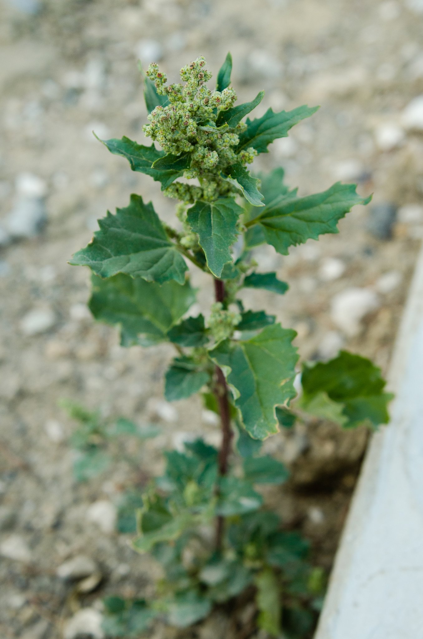 Chenopodiastrum murale