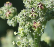Chenopodiastrum murale