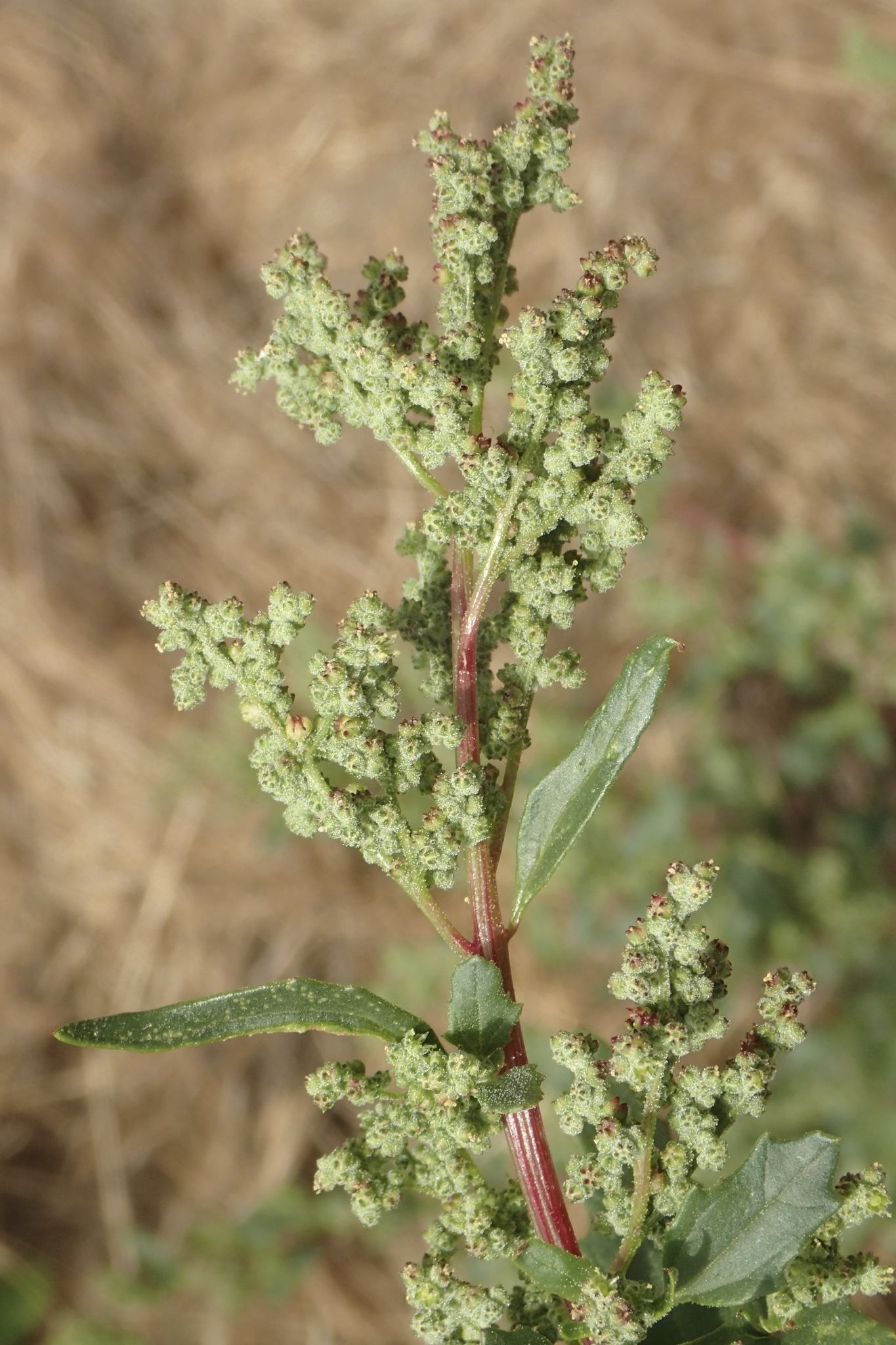 Chenopodiastrum murale