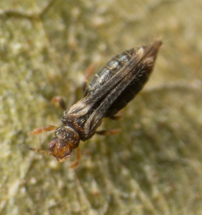 Hercinothrips femoralis