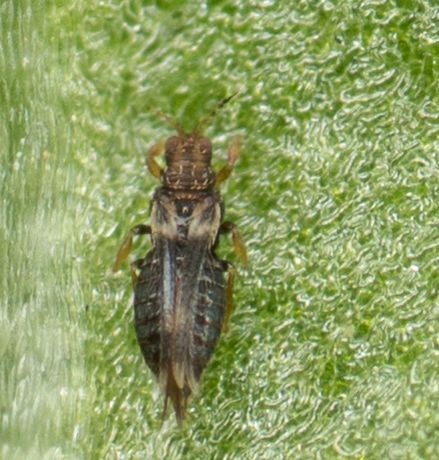 Hercinothrips femoralis