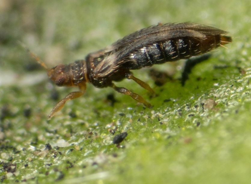 Hercinothrips femoralis