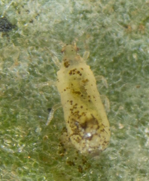 Hercinothrips femoralis