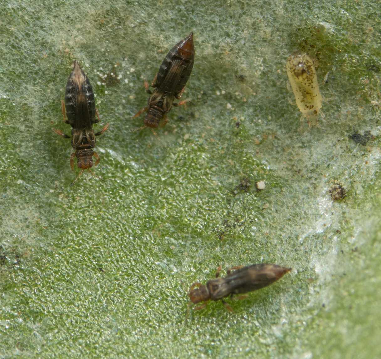 Hercinothrips femoralis