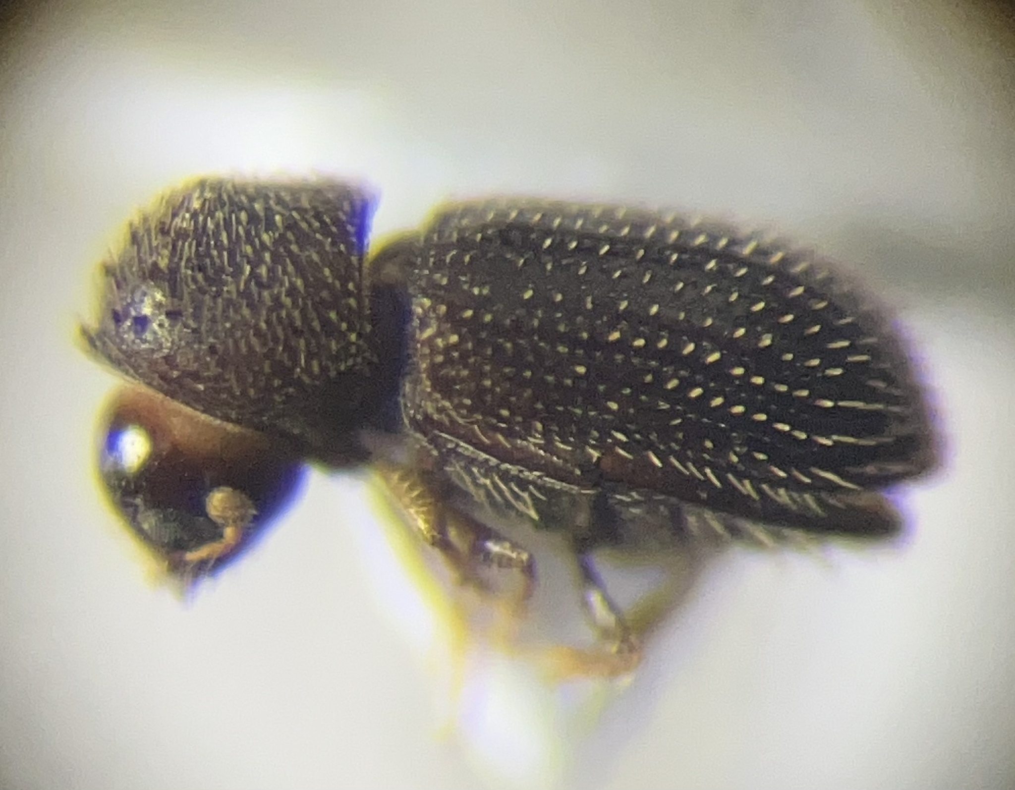 Hypothenemus eruditus