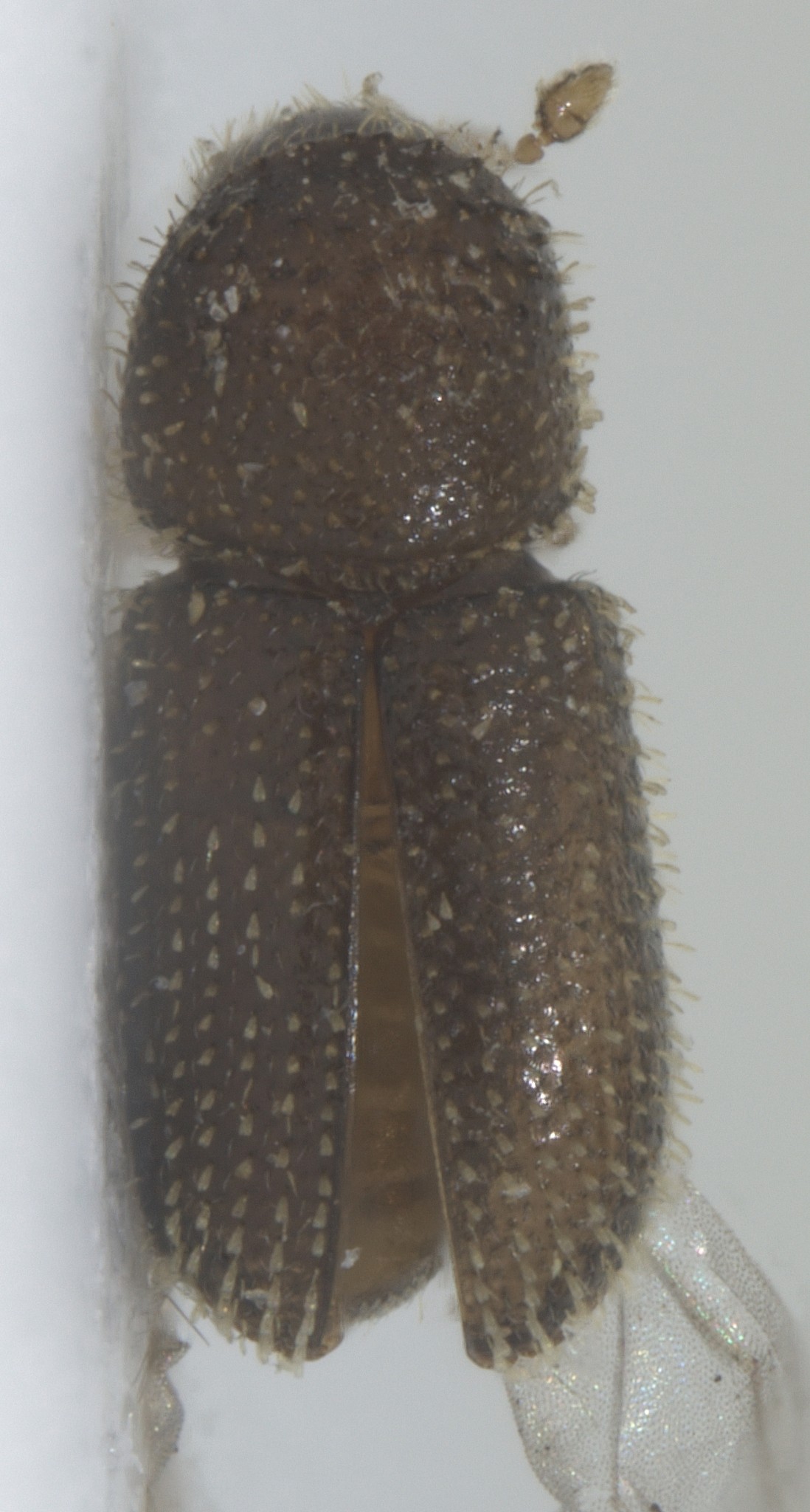 Hypothenemus eruditus