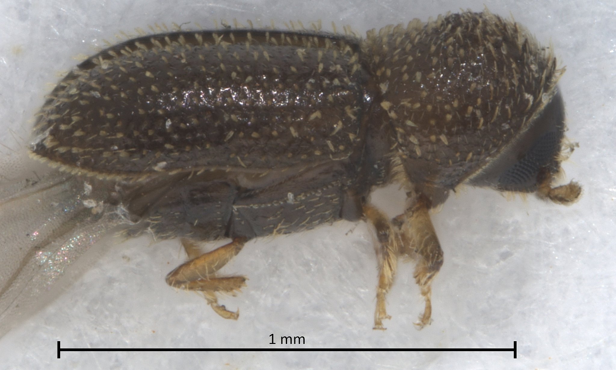 Hypothenemus eruditus