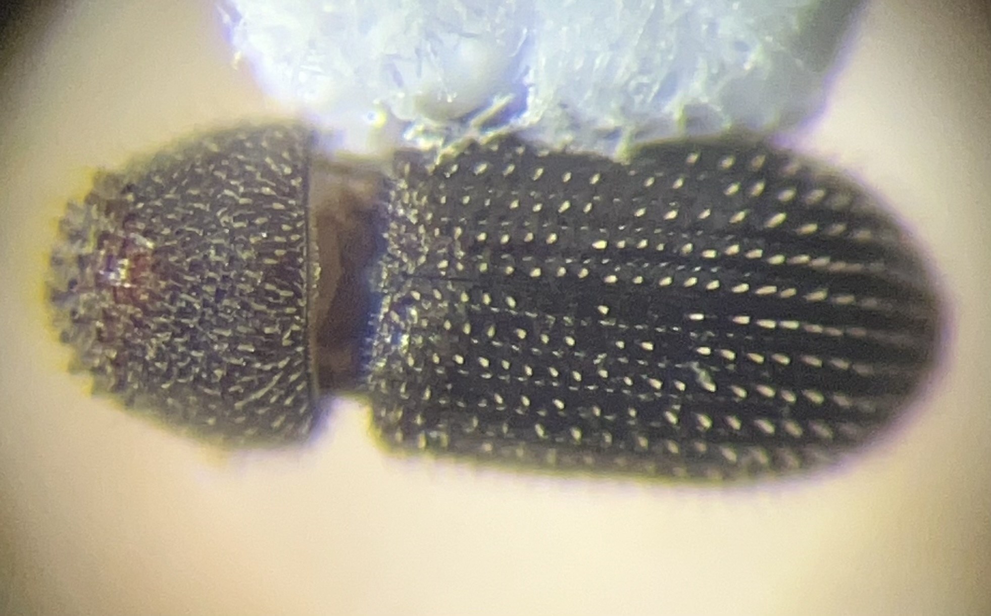 Hypothenemus eruditus