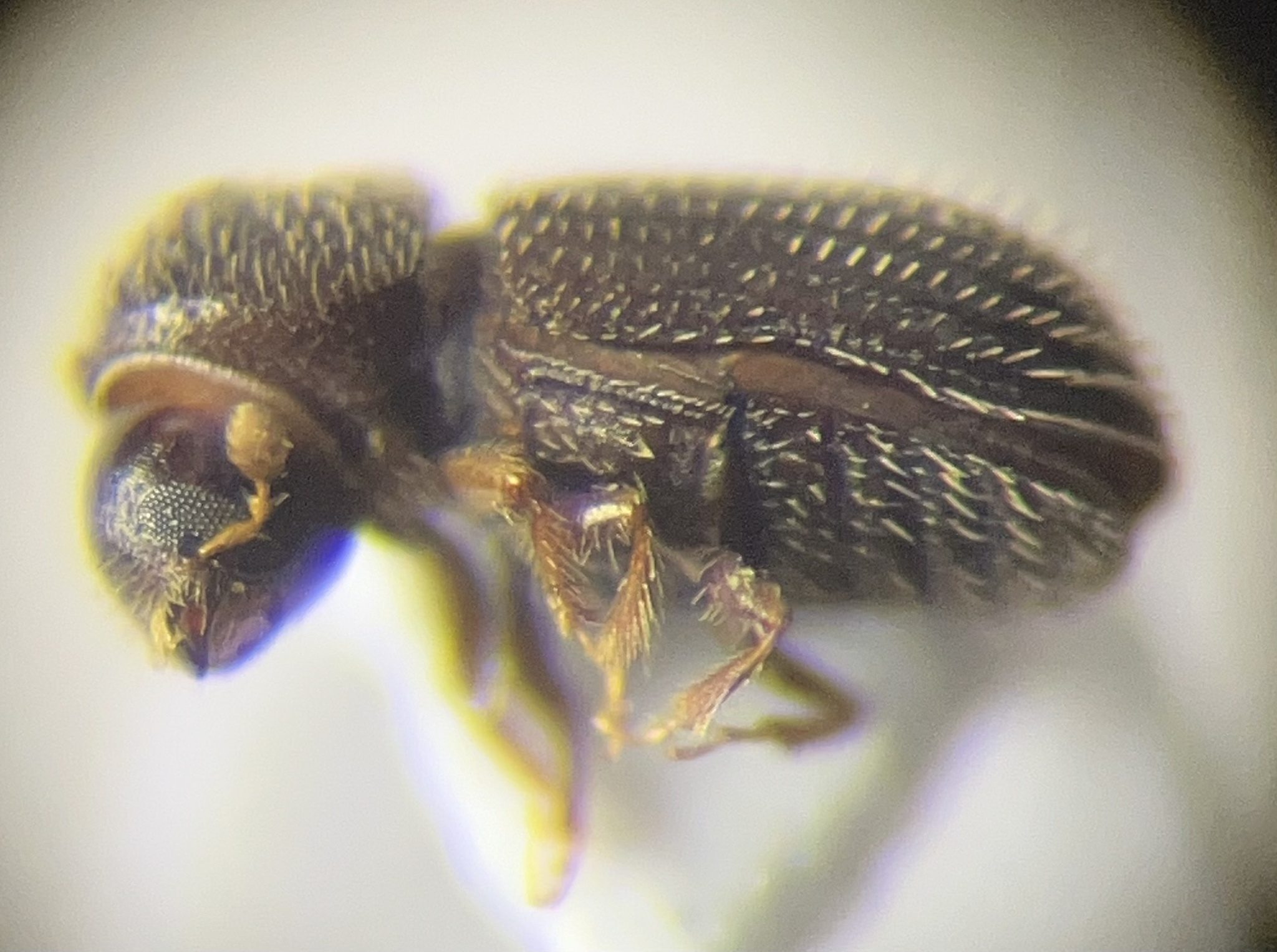 Hypothenemus eruditus
