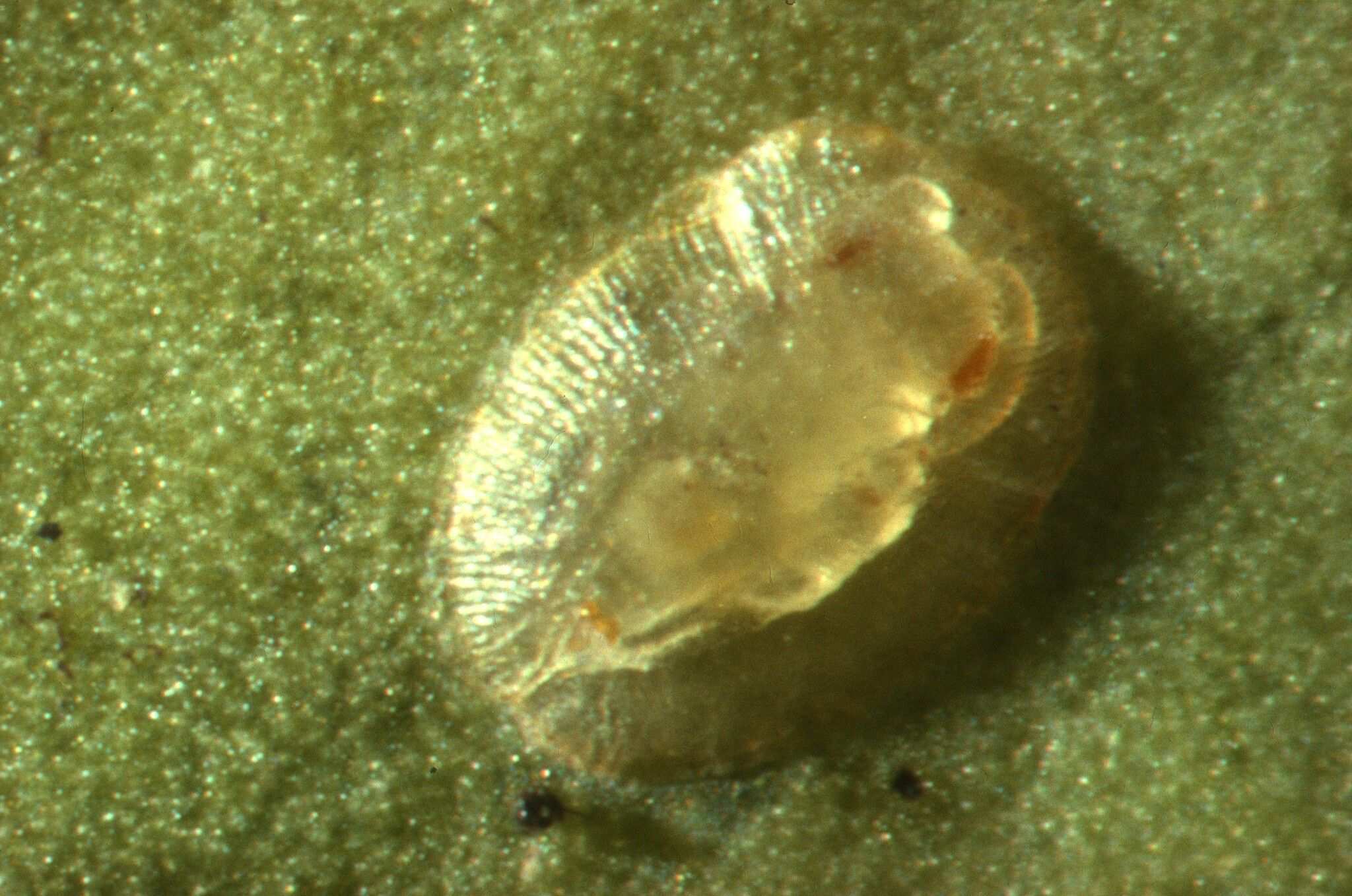 Bemisia afer