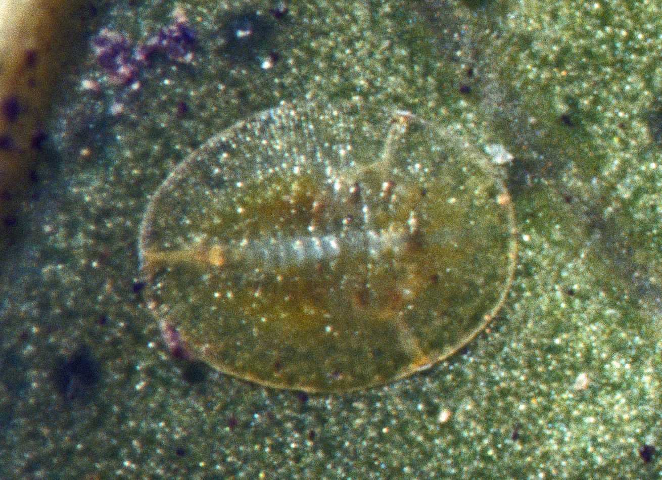 Bemisia afer