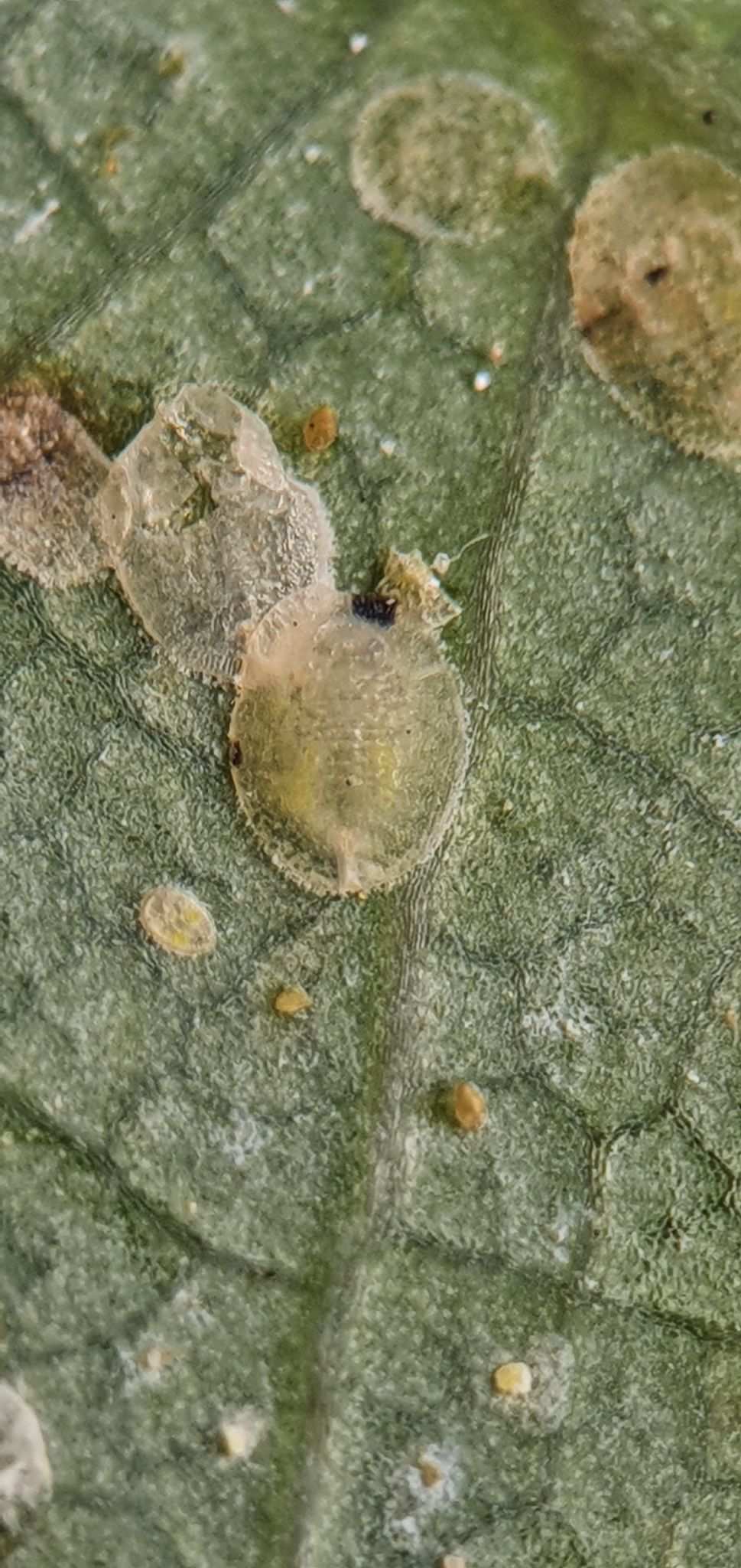 Bemisia afer
