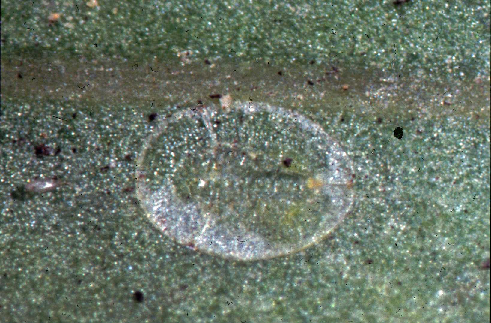 Bemisia afer