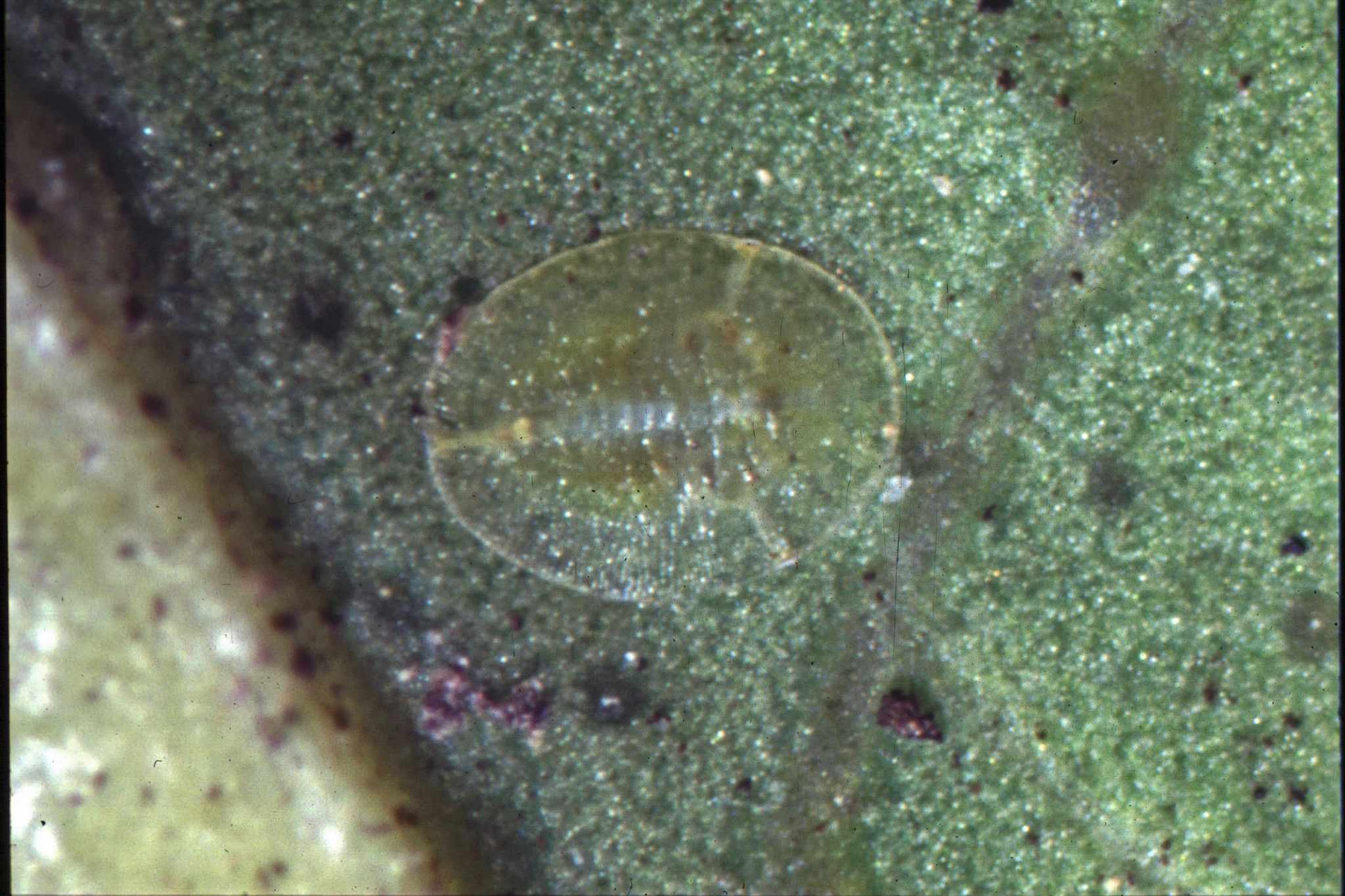 Bemisia afer