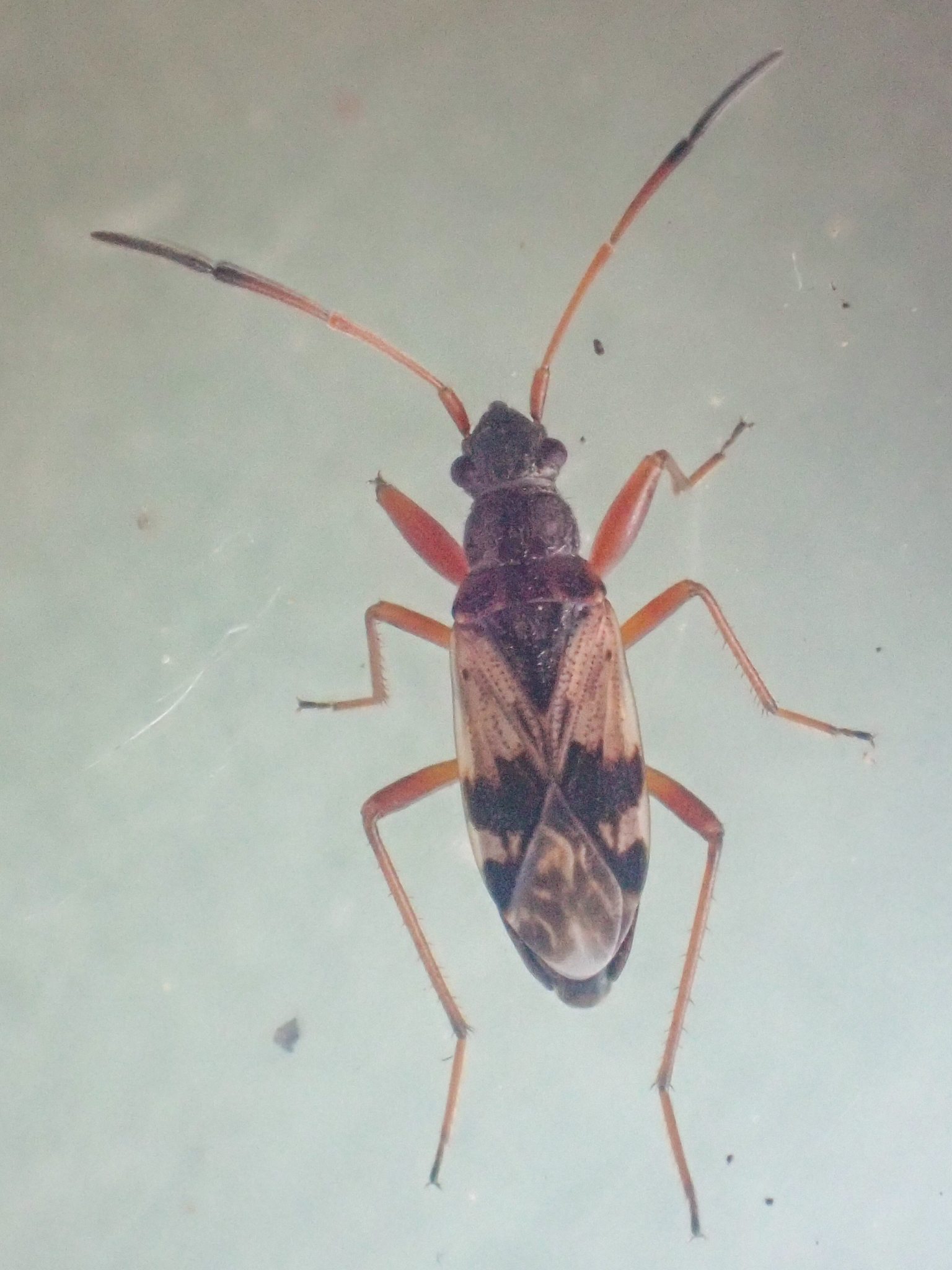 Ligyrocoris