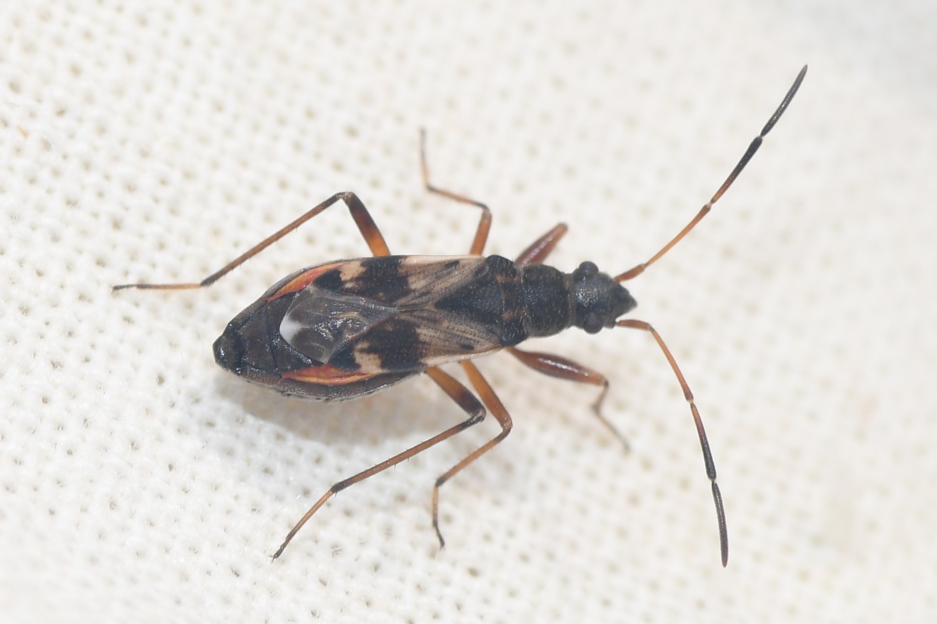 Ligyrocoris