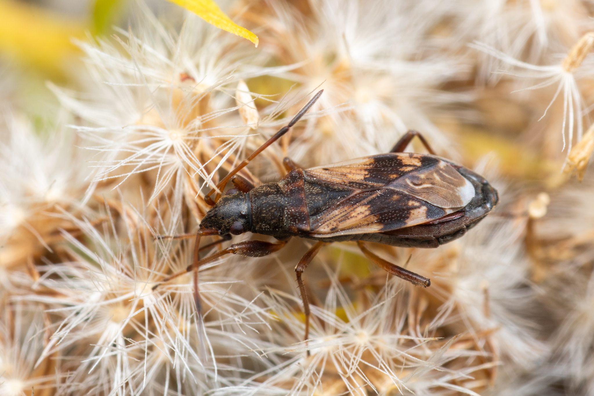 Ligyrocoris