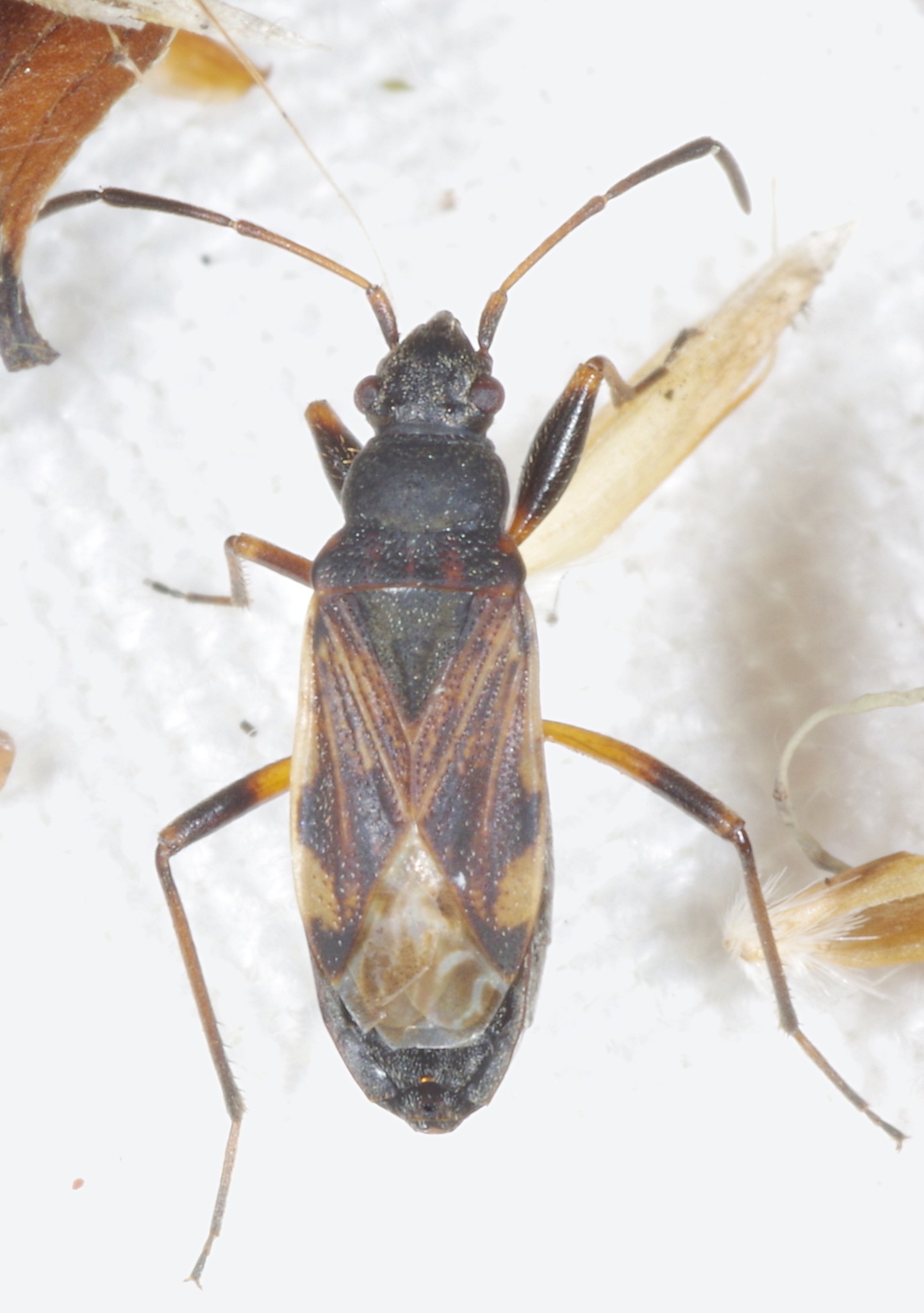 Ligyrocoris