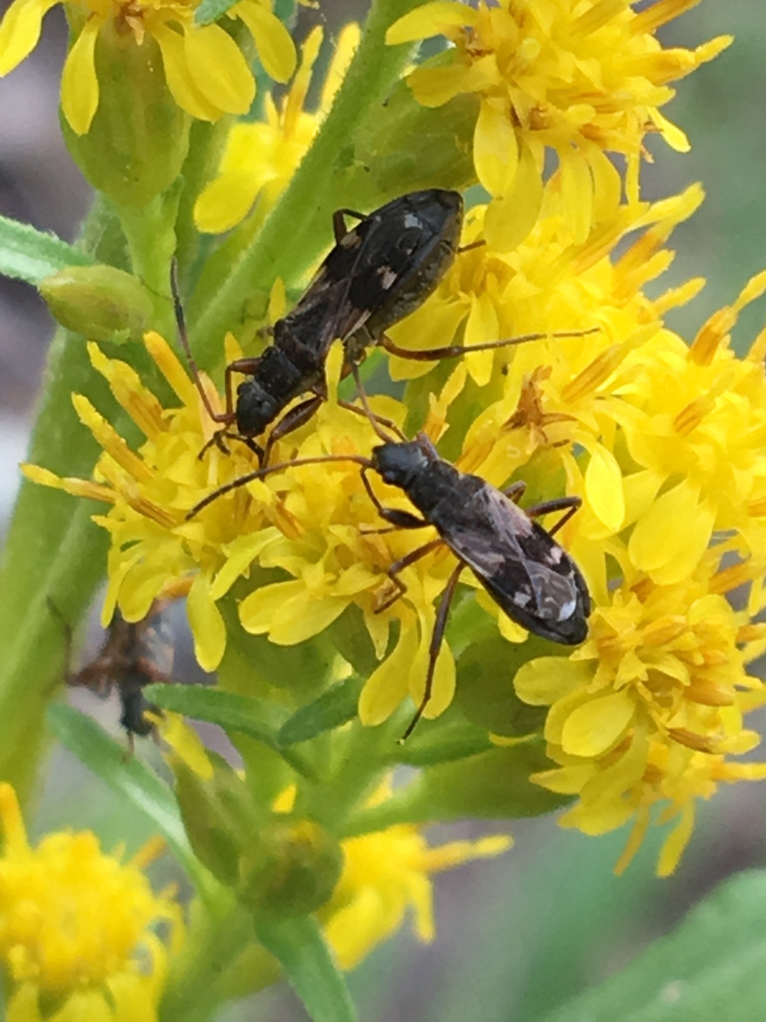 Ligyrocoris