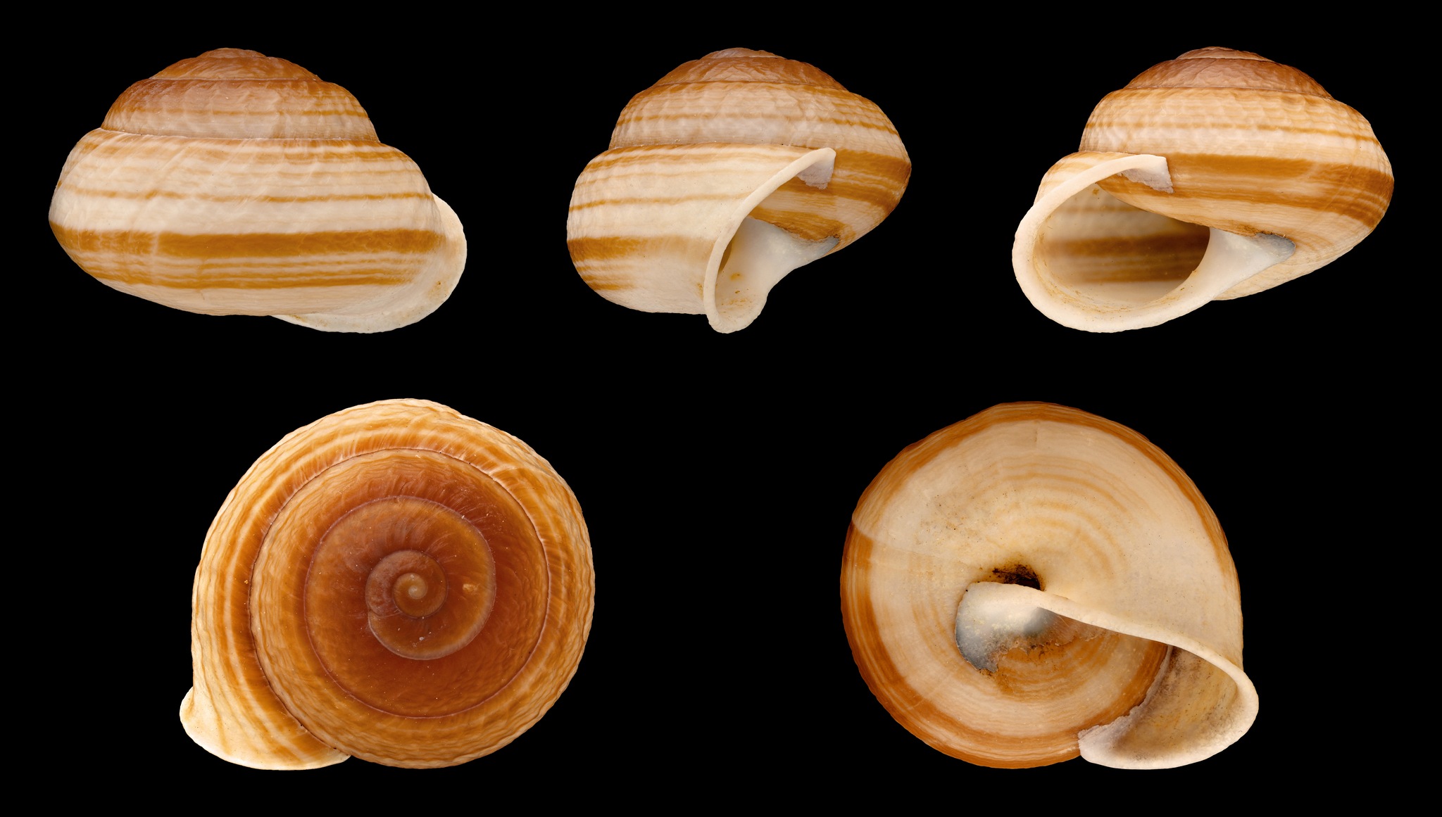 Camaena