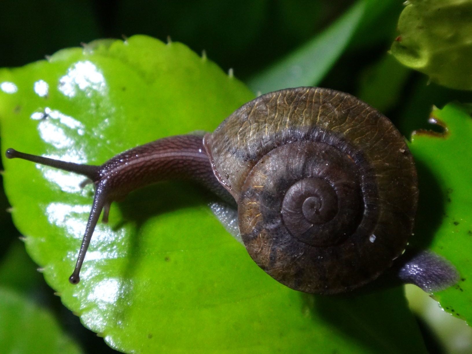 Camaena