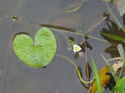 Sagittaria guayanensis