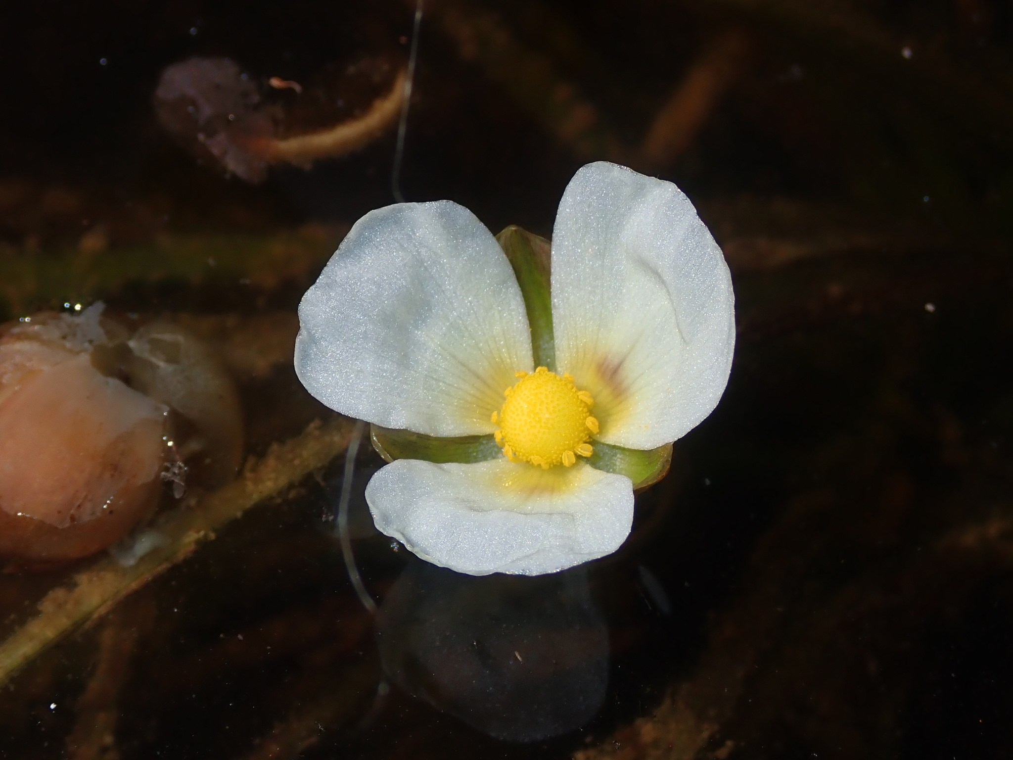 Sagittaria guayanensis