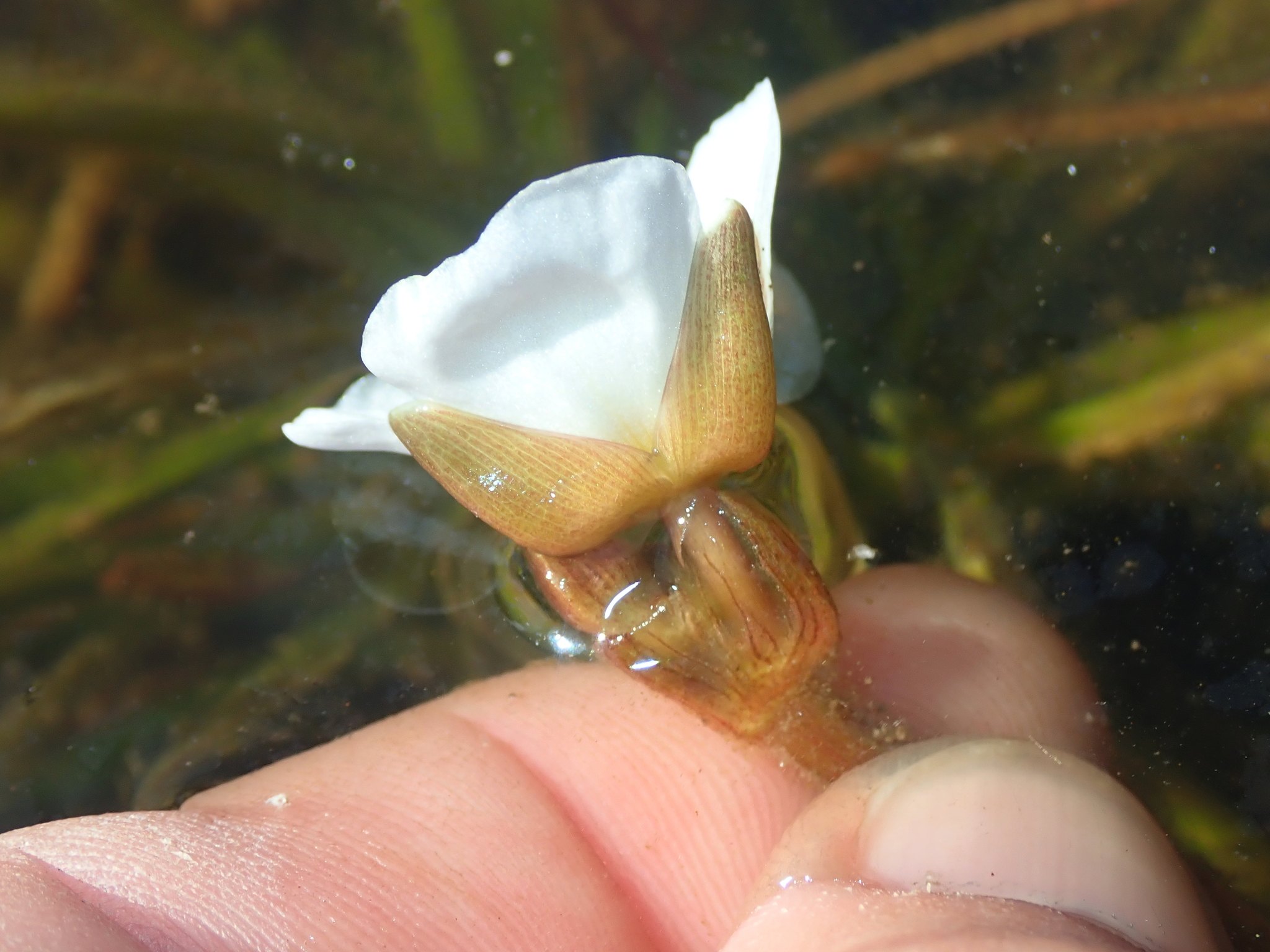Sagittaria guayanensis