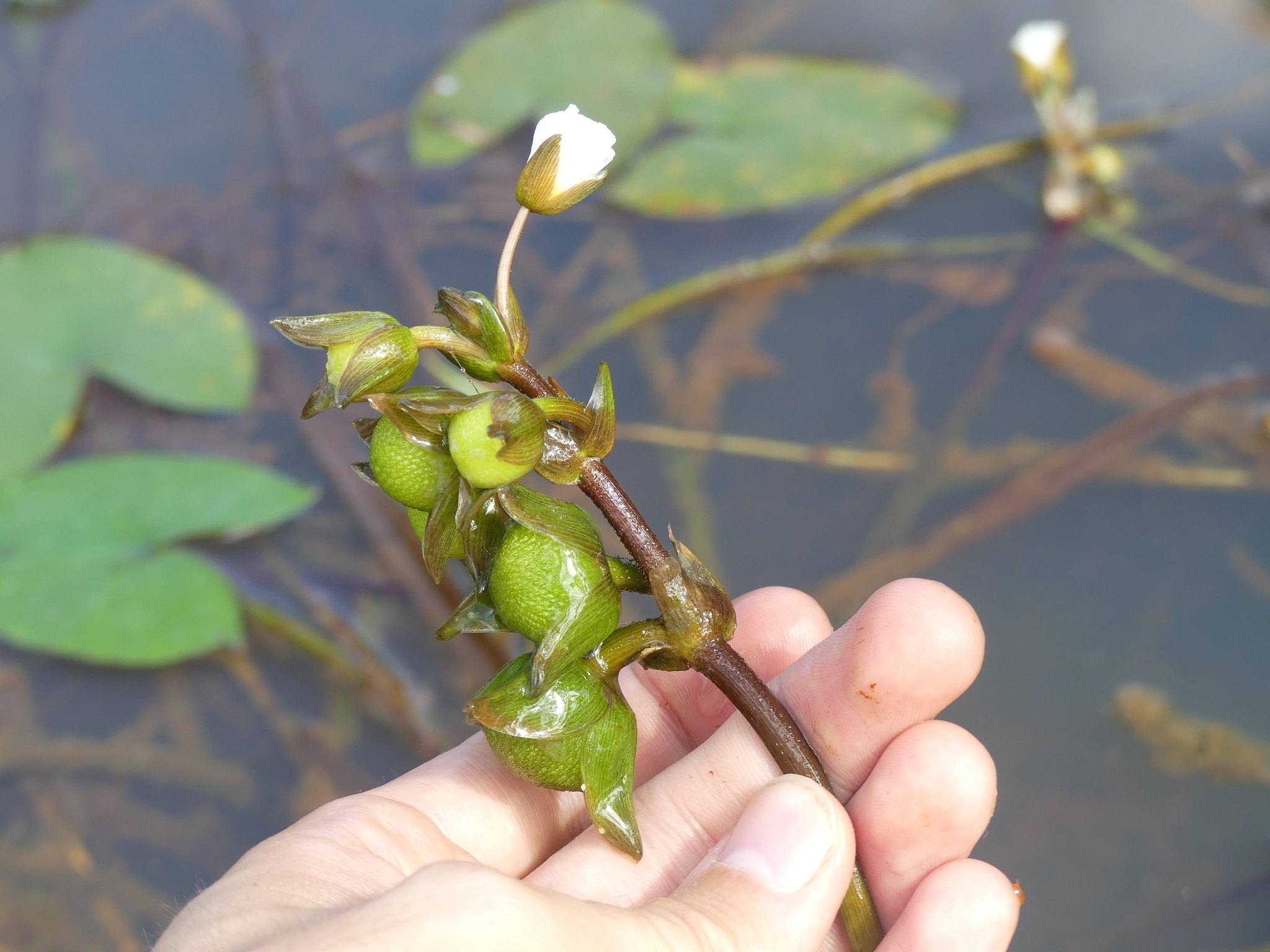 Sagittaria guayanensis