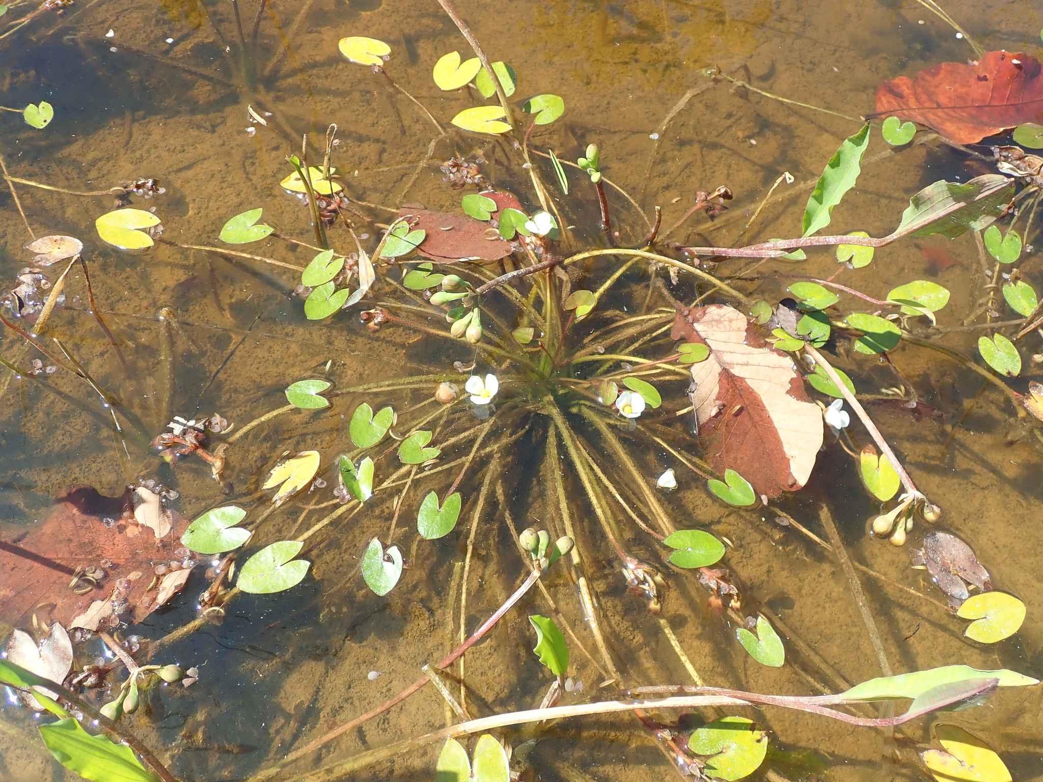 Sagittaria guayanensis